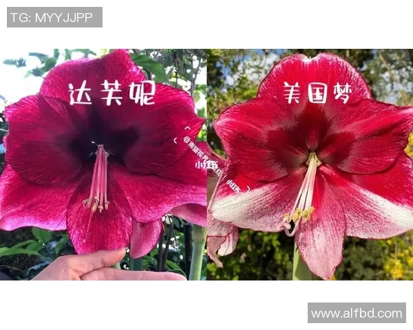 美国梦与阿根廷的追求对比探讨十个关键因素与启示